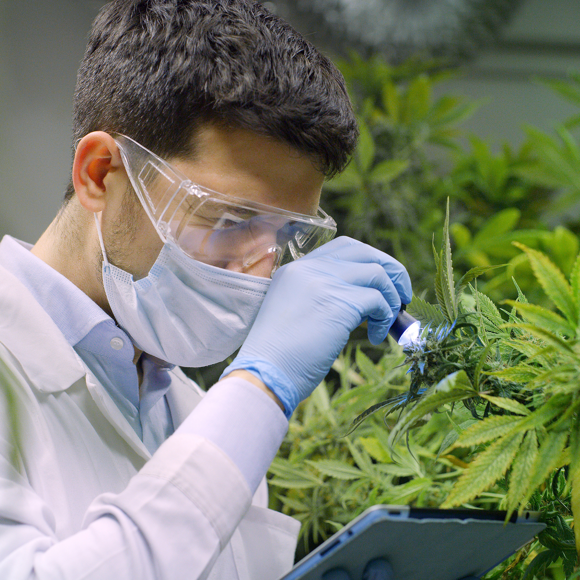 Scientist taking sample from hemp plant